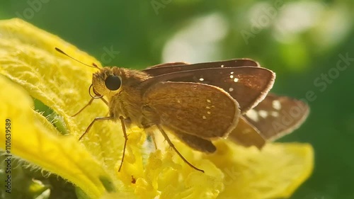 Borbo cinnara, commonly known as the rice swift, Formosan swift or rice leaf folder, is a butterfly belonging to the family Hesperiidae. It is found in Sri Lanka, India, Myanmar, Vietnam, Cambodia, Ta photo