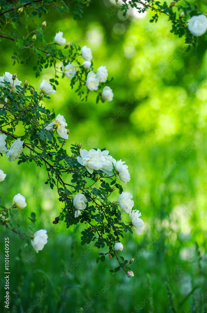 White roses on a blooming bush White roses on a blooming bush