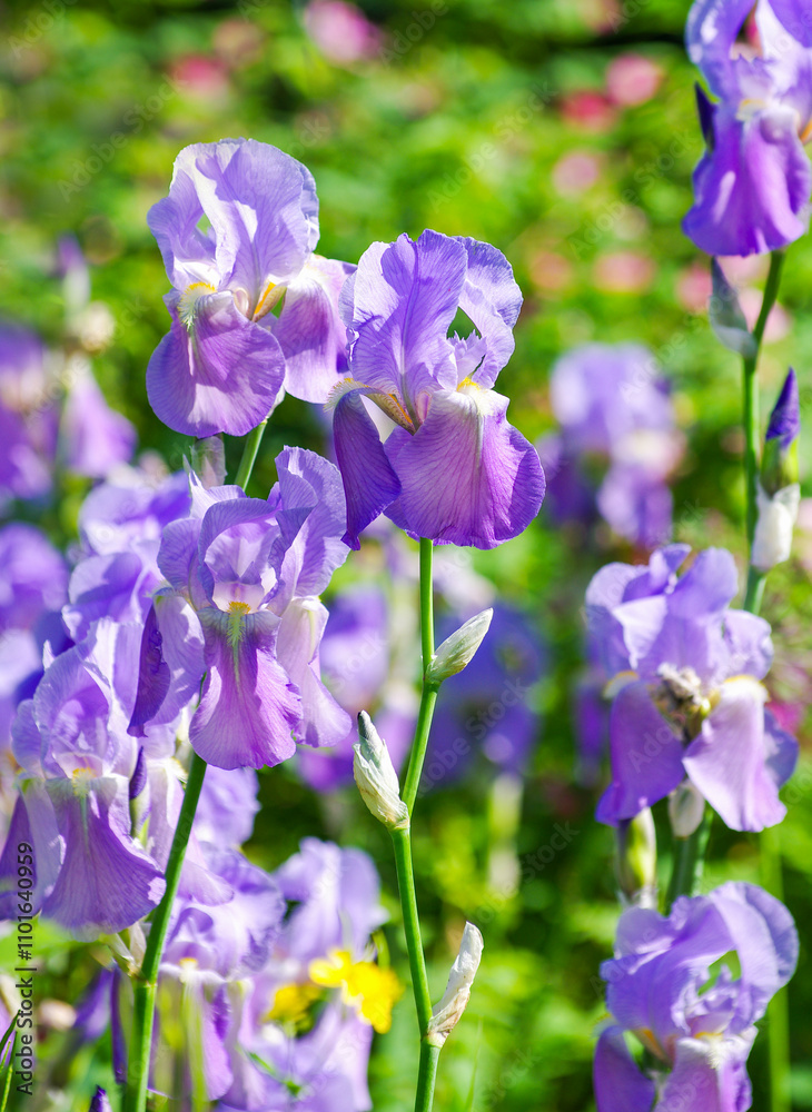 Beautiful pink iris flowers grow in the garden. Beautiful pink iris flowers grow in the garden.