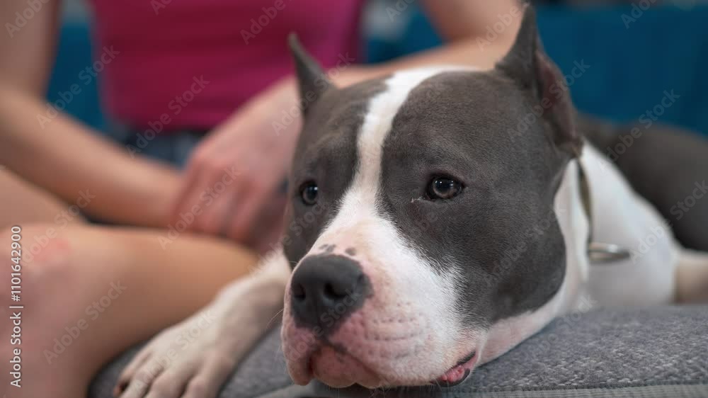 A tranquil and serene moment showcasing a calm and gentle Pit Bull peacefully resting by its owners side A tranquil and serene moment showcasing a calm and gentle Pit Bull peacefully resting by its owners side