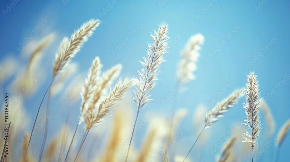 Blossoming grass swaying in the wind on a sunny day, captured in a defocused macro close-up with soft blue tones creating an abstract nature backdrop. Blossoming grass swaying in the wind on a sunny day, captured in a defocused macro close-up with soft blue tones creating an abstract nature backdrop.