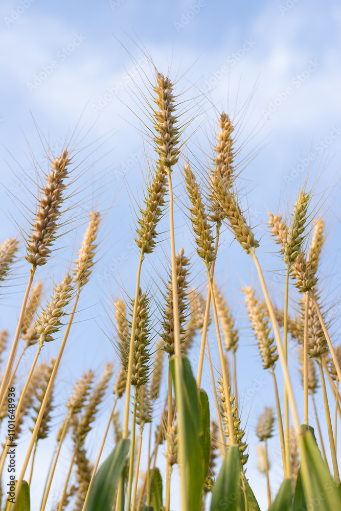 Wheat crops in the field Wheat crops in the field