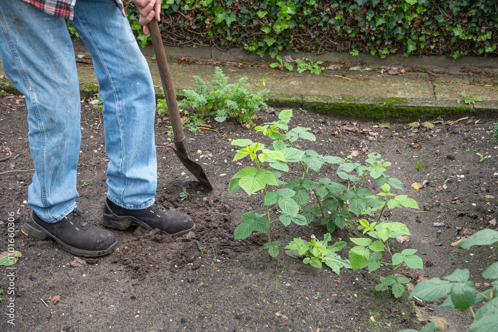 unrecognizable gardener with a shovel digs up a young raspberry bush for transplanting, autumn work in the garden, preparing a new bed for raspberries, growing organic berries, unrecognizable gardener with a shovel digs up a young raspberry bush for transplanting, autumn work in the garden, preparing a new bed for raspberries, growing organic berries,