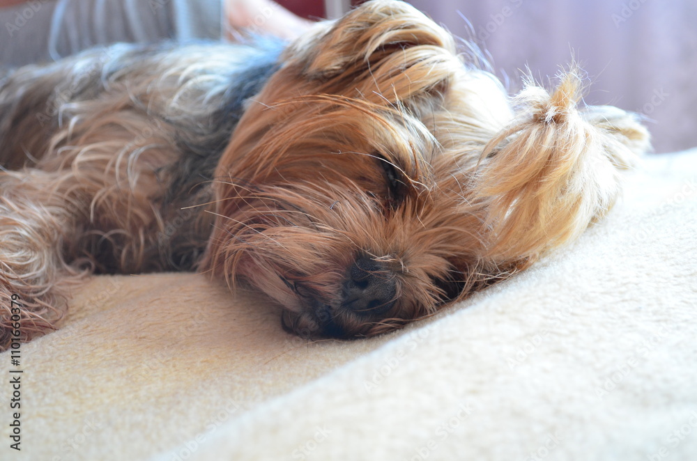 Small yorkshire terrier resting on soft blanket. Dog lying peacefully, cozy mood, close-up angle, horizontal position, indoor setting, warm tones, relaxed moment, pet photography