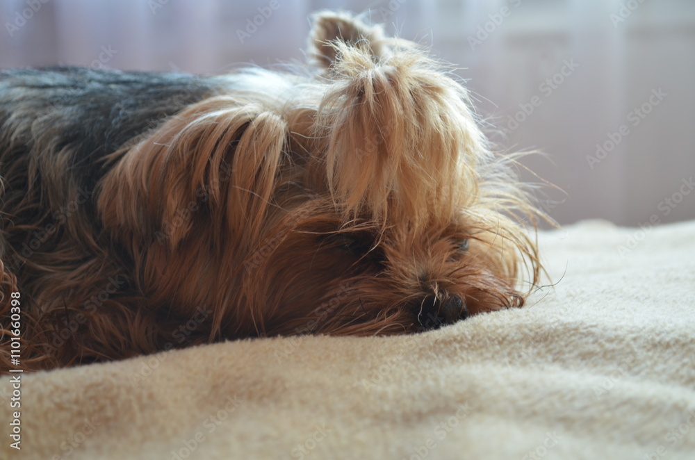 Small yorkshire terrier resting on soft blanket. Dog lying peacefully, cozy mood, close-up angle, horizontal position, indoor setting, warm tones, relaxed moment, pet photography Small yorkshire terrier resting on soft blanket. Dog lying peacefully, cozy mood, close-up angle, horizontal position, indoor setting, warm tones, relaxed moment, pet photography