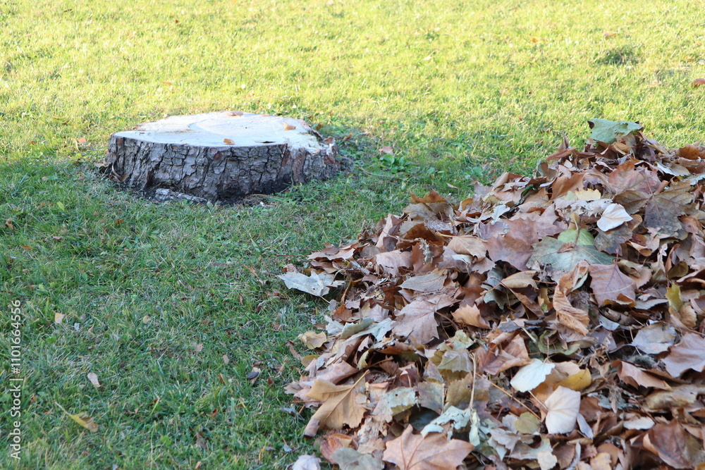 A Tree Stump Surrounded by a Pile of Beautiful Fallen Leaves During the Autumn Season A Tree Stump Surrounded by a Pile of Beautiful Fallen Leaves During the Autumn Season