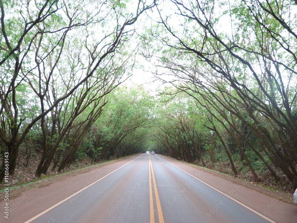 Fototapeta premium road in the woods