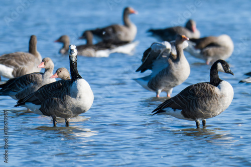 Leuzistische Kanadagans zwischen vielen anderen Kanadagänsen an der Ostsee photo