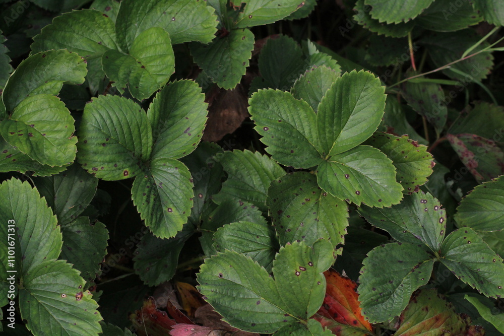 leaves of strawberry background.Fresh green plants
leaves of strawberry background.Fresh green plants