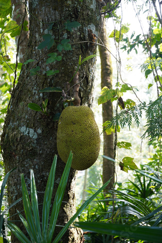 Jack fruit hanging in tree at Yercaud forest.