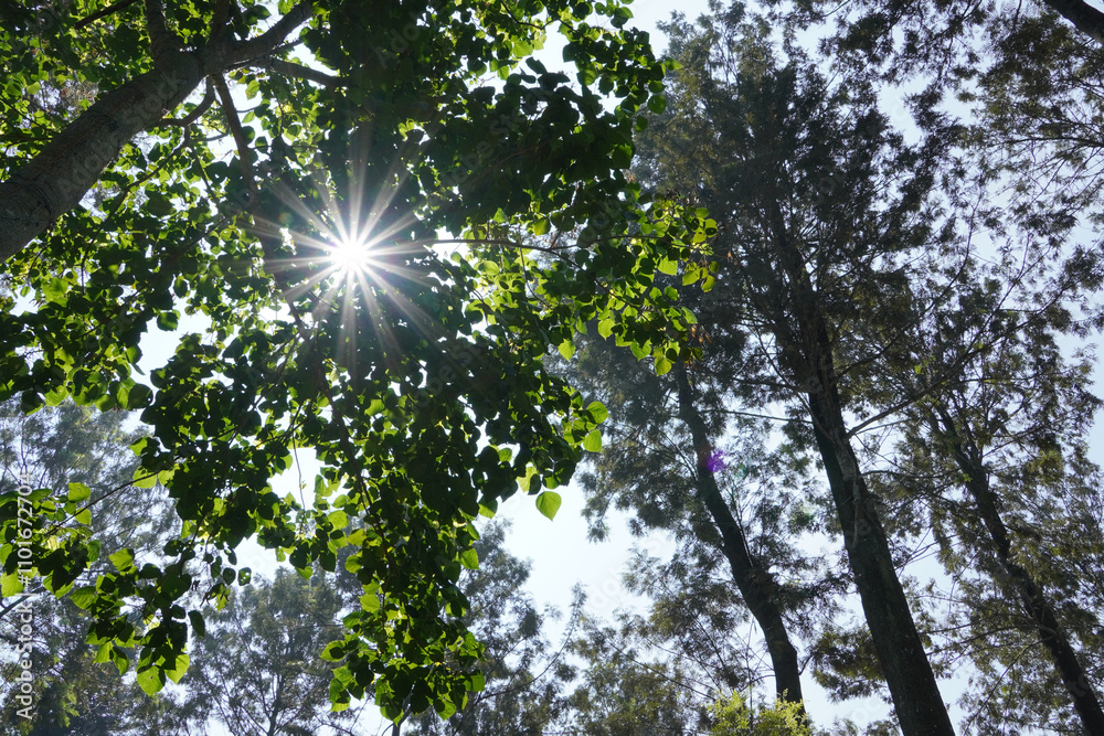 Obraz premium Sun shining through trees. Low angle view of trees and Sun star effect in Yercaud forest.