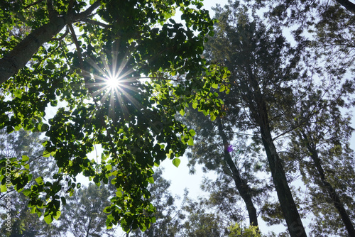 Sun shining through trees. Low angle view of trees and Sun star effect in Yercaud forest.