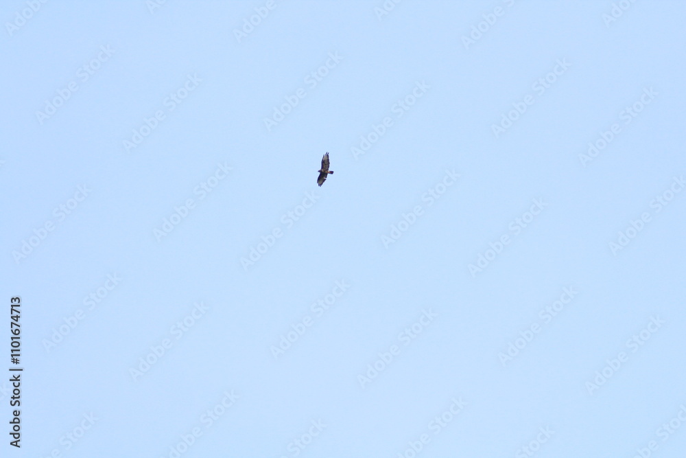 Black silhouette of big bird or eagle flying on blue sky background. Bird silhouette background concept
Black silhouette of big bird or eagle flying on blue sky background. Bird silhouette background concept