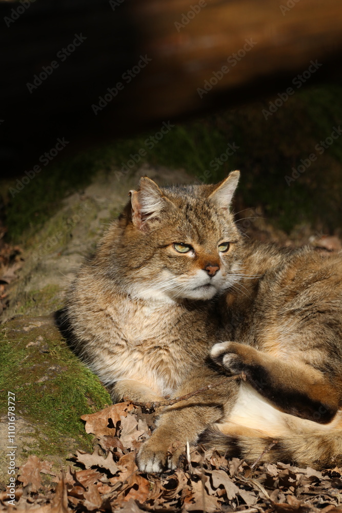 Wildcat in the forest in hiding Wildcat in the forest in hiding