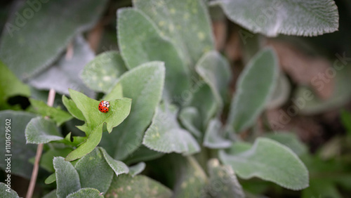 Single Asian lady beetle, Harmonia axiridis sitting on a green leaf, invasive insect. photo