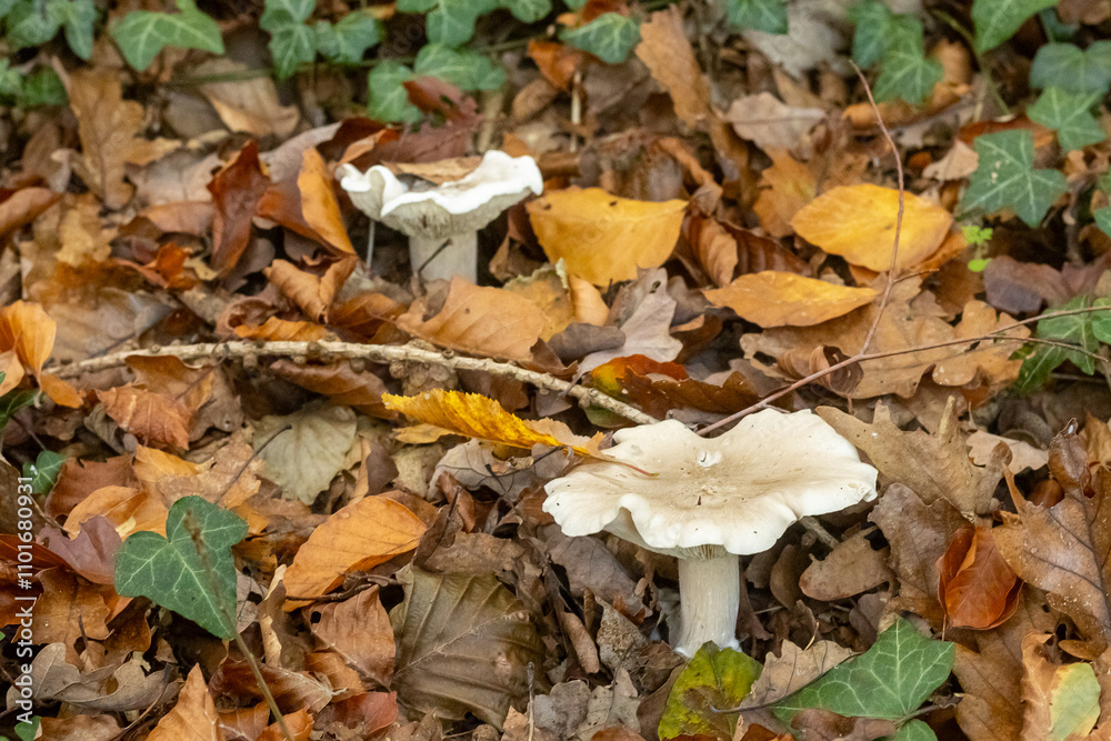 Mushrooms in the autumn forest Mushrooms in the autumn forest
