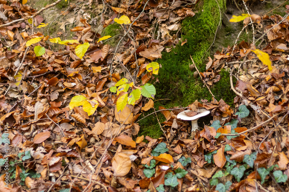 Mushrooms in the autumn forest Mushrooms in the autumn forest