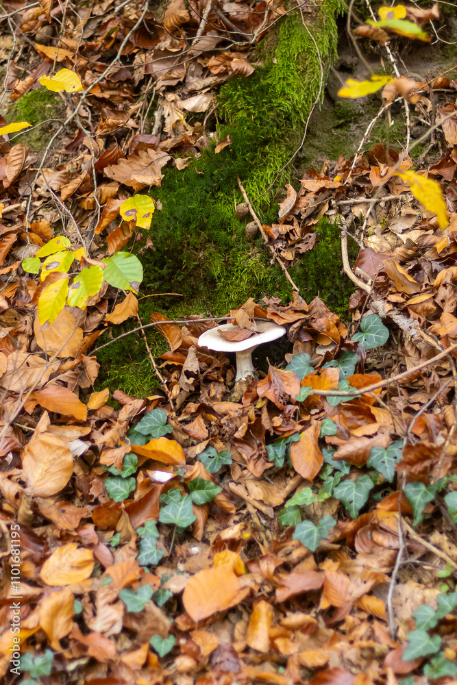Mushrooms in the autumn forest Mushrooms in the autumn forest