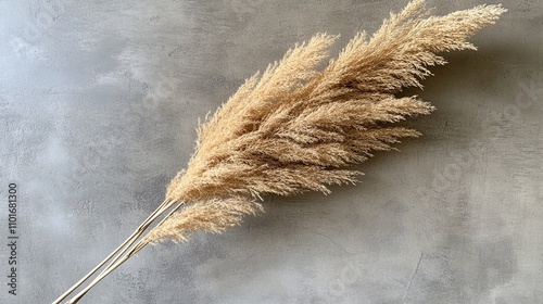 The stem of natural beige pampas grass.  photo