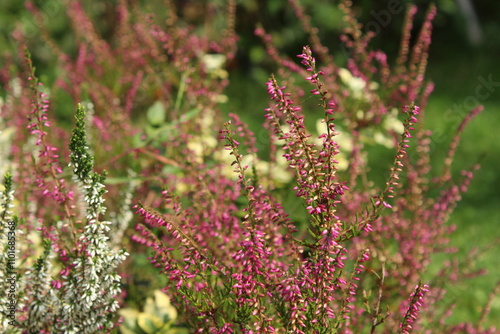 Closeup of colorful blossoming of heather (Calluna vulgaris) cultivated in hothouse. Pink form heather, Pink heather
 photo