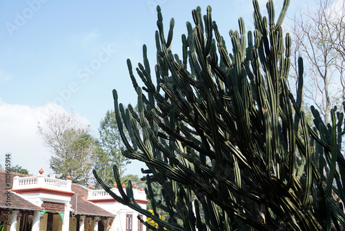 Cactus tree with modern building and blue sky in background.