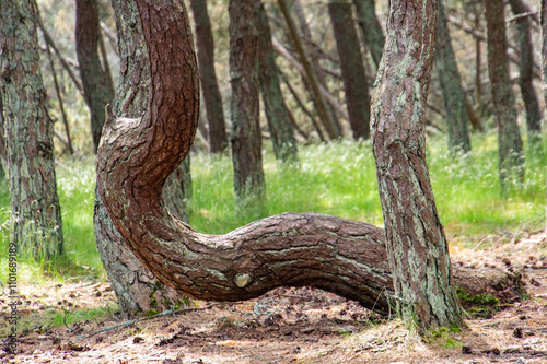 Curonian spit. Dancing pines. Tilted, curved and twisted pine trunks. Dancing forest local landmark located on dune Round in vicinity of village of Rybachy.