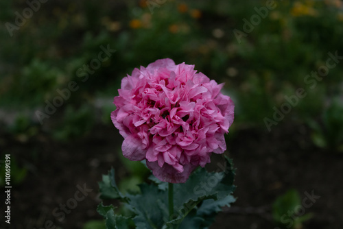 giant double pink poppy photo