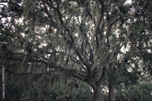 Spanish moss Tillandsia usneoides hanging from tree branch in Orlando Florida photo