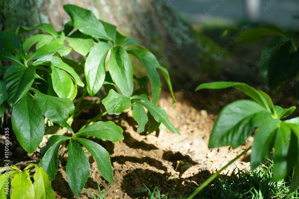 Fototapeta premium 岐阜県の公園の自然の風景