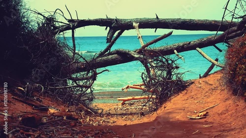 Tropical coastal view of a beach with natural driftwood framing and little lizard footage photo