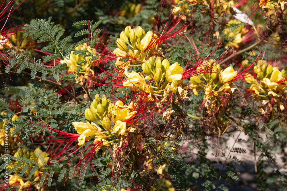 Caesalpinia gilliesii blooming in the mountains of Cordoba, Argentina Caesalpinia gilliesii blooming in the mountains of Cordoba, Argentina