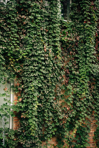 wall covered with green plants