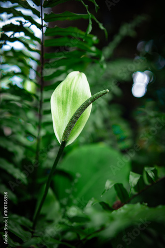 White flowers in the garden. Spathiphyllum wallisii flower