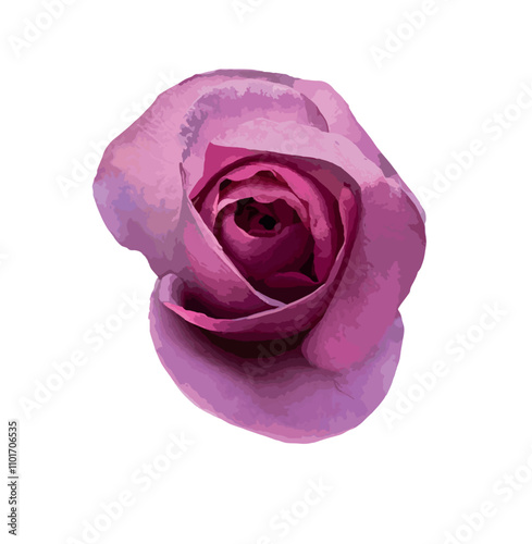 A blooming Rosa 'Mainzer Fastnacht' isolated on white background. Mauve pink flower, lilac rose, large flower rose, rosarium lottum, hybrid tea rose, silver lilac colored. Illustration for design.
