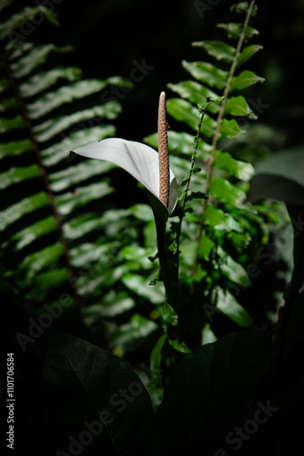 White flowers in the garden. Spathiphyllum wallisii flower