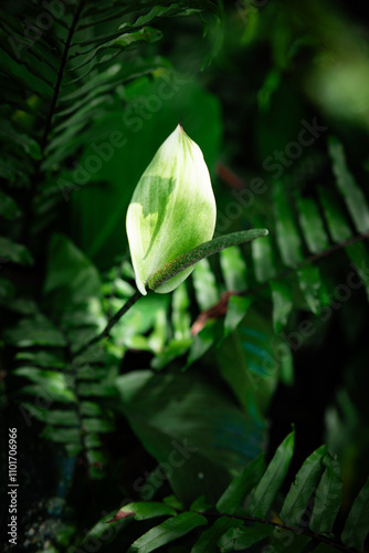 White flowers in the garden. Spathiphyllum wallisii flower