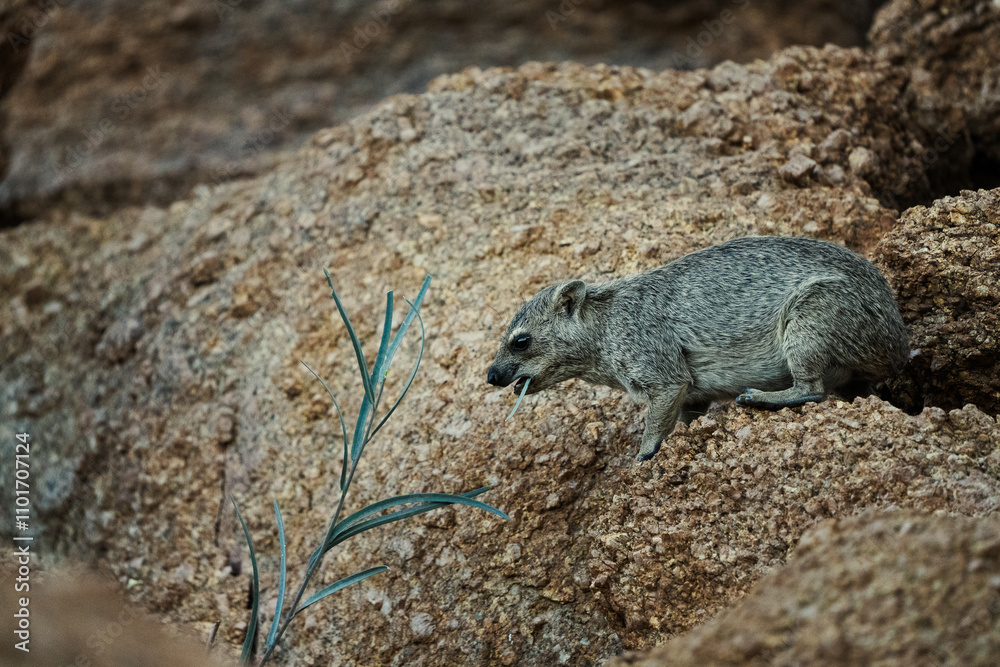 Kleintier in Namibia