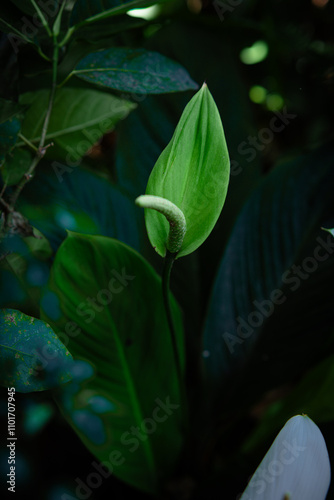 White flowers in the garden. Spathiphyllum wallisii flower
