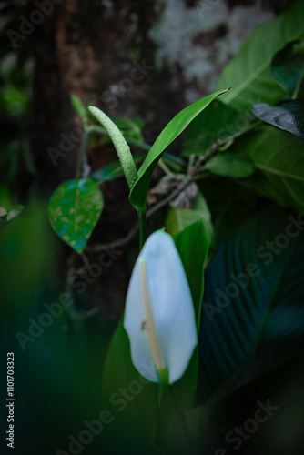 White flowers in the garden. Spathiphyllum wallisii flower