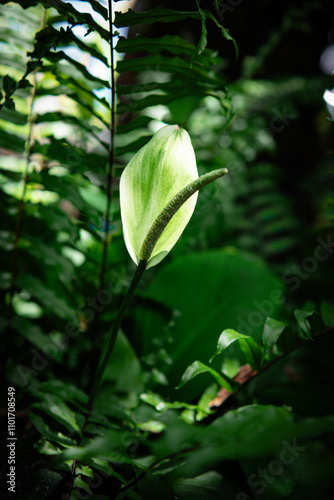 White flowers in the garden. Spathiphyllum wallisii flower