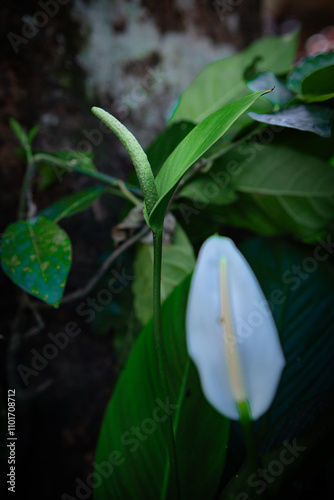 White flowers in the garden. Spathiphyllum wallisii flower