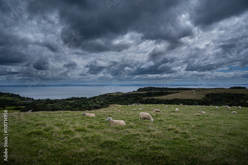 Cloudy day at the Shakespeare Regional Park, Auckland, New Zealand photo