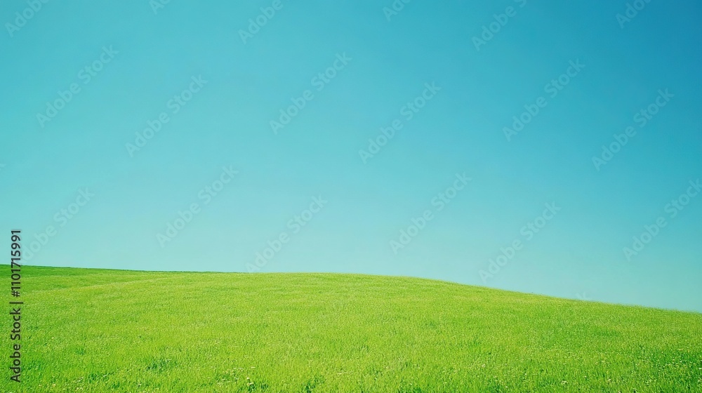 Fototapeta premium Serene Green Field Under a Blue Sky 
