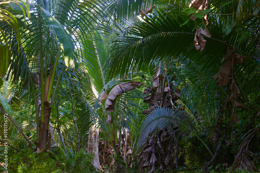 Naklejka premium Deep in the jungle. A view of a dense thicket of plants deep in a tropical rainforest.