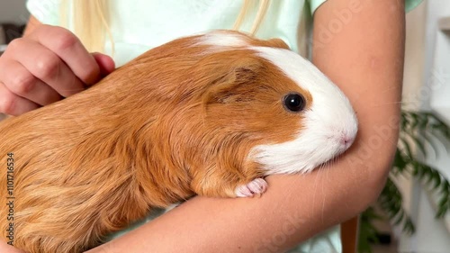 A child strokes his guinea pig. High quality HD footage