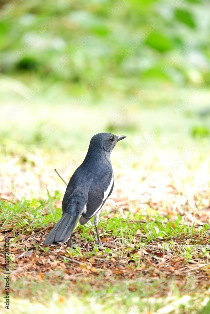 Obraz premium A single Oriental Magpie-robin bird standing in a park garden with blurred green nature background 