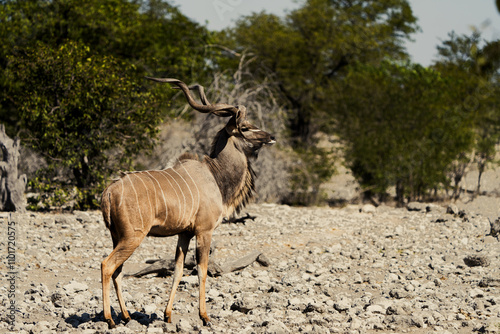 Kudu  Antilope allein photo