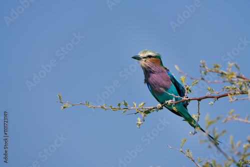 Bunter Gabelracke am Sitzen