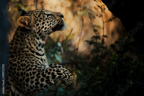 Leopard in Namibia
