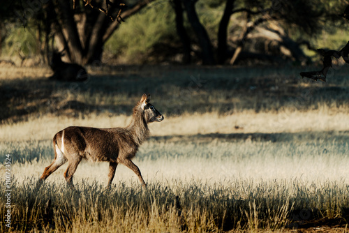Antilope in Wildnis